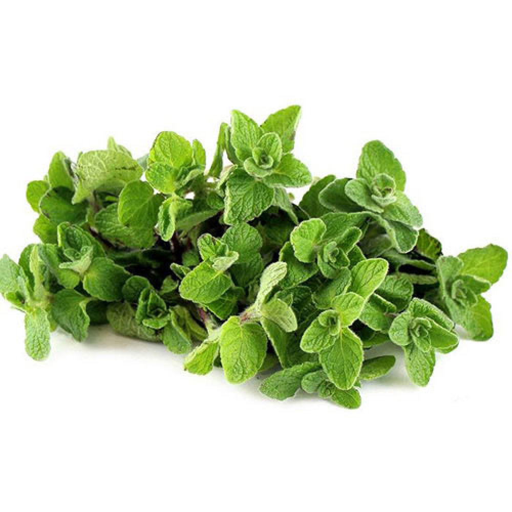 زعتر بري عريض عضوي مزرعة السلوى 