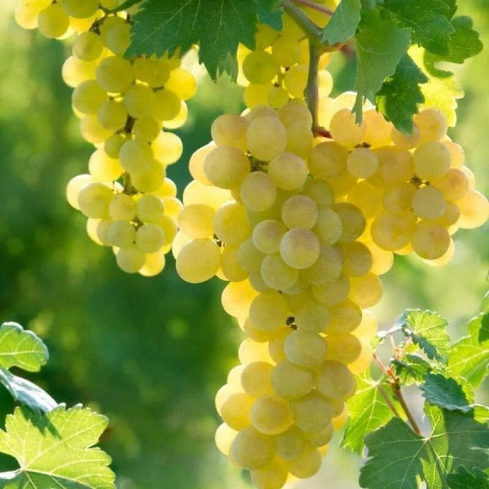 عنب اخضر مفحوص طبق تعاونية عنيزة