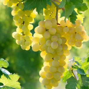 Green grapes, inspected, Unaizah Cooperative