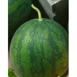 Inspected round watermelon (7–9 kg) – Unaizah Cooperative