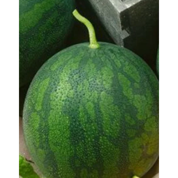 Inspected round watermelon (7–9 kg) – Unaizah Cooperative