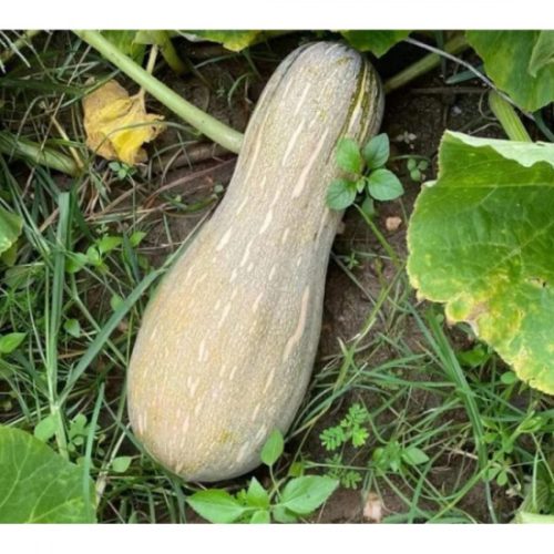 Local Pumpkin – (1 piece), weight 3–4 kg. Clean, inspected product – Unaizah Cooperative.