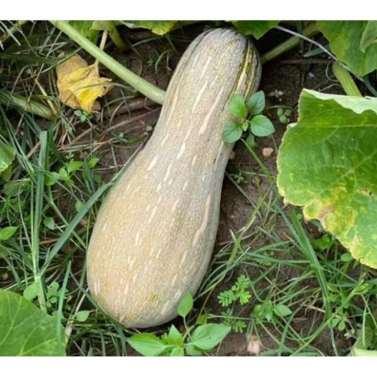 Local Pumpkin – (1 piece), weight 3–4 kg. Clean, inspected product – Unaizah Cooperative.