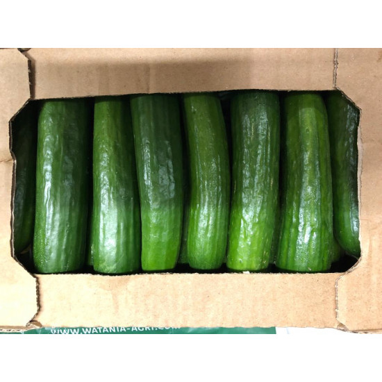 خيار 2.8 كجم الوطنية طبيعي خيار 2.8 كجم الوطنية طبيعي