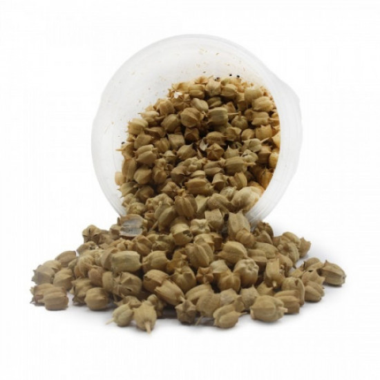 الحبة السوداء مع السنبلة علبه 100جم طبيعية الحبة السوداء مع السنبلة علبه 100جم طبيعية