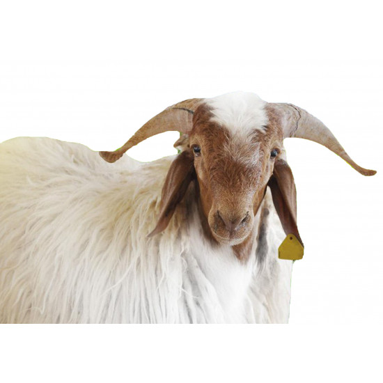 اضاحي نعيمي بلدي - حي اضاحي نعيمي بلدي - حي