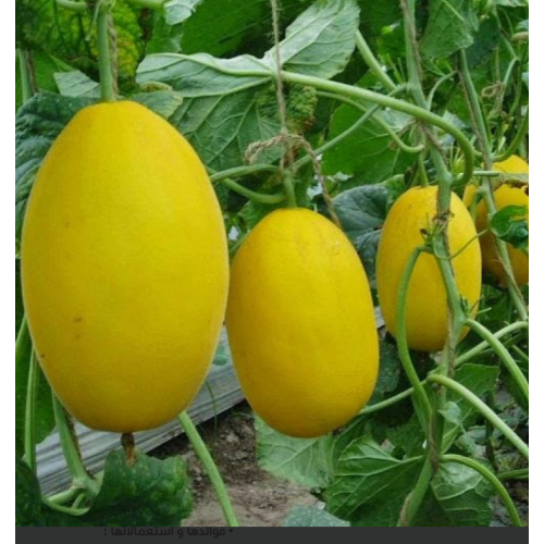 شمام عضوي طبق ( 2 حبه ) مزرعة الشهوان شمام عضوي طبق ( 2 حبه ) مزرعة الشهوان