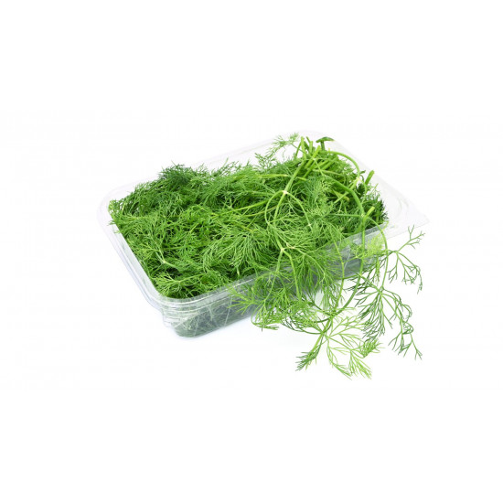 شبت عضوي مزرعة السلوى العضوية شبت عضوي مزرعة السلوى العضوية