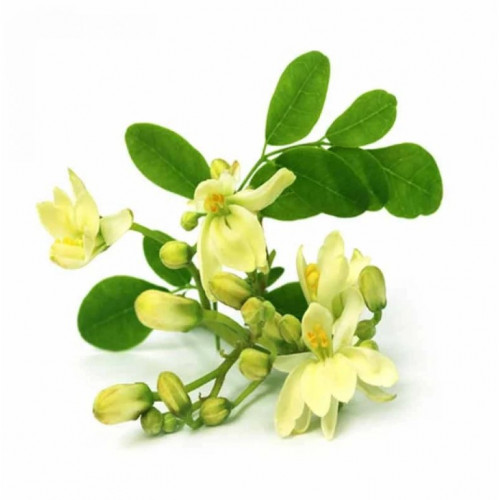 زهرة المورينجا العضوية الطازجة 50 جم مزرعة السلوي زهرة المورينجا العضوية الطازجة 50 جم مزرعة السلوي