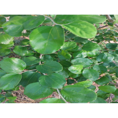 اوراق سدر عضوي طازج مزرعة بيت الاستنبات ( طبق ) اوراق سدر عضوي طازج مزرعة بيت الاستنبات ( طبق )