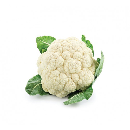 زهرة حبه مفحوص تعاونية البطين الزراعية زهرة حبه مفحوص تعاونية البطين الزراعية