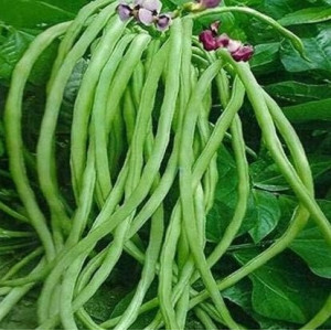 فاصوليا خضراء طويلة عضوية 300جم مزرعة بيت الاستنبات 