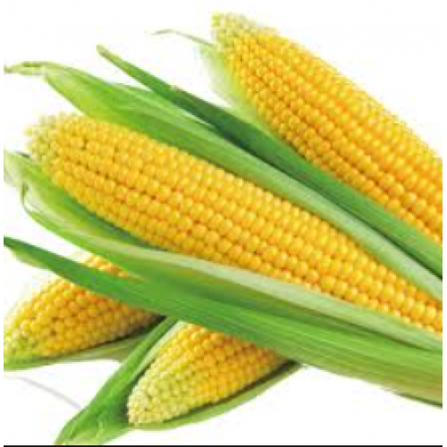 ذرة حلوة طازجة طبيعية 