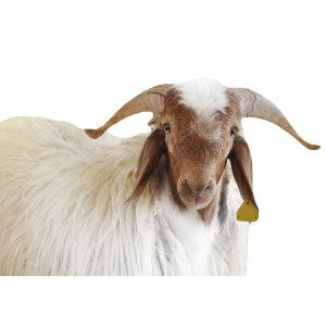 اضحية - خروف نعيمي بلدي  - وزن 20-22كجم  