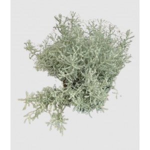 شيح طازج عضوي طبق مزرعه السلوى 