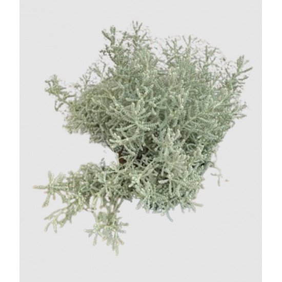 شيح طازج عضوي طبق مزرعه السلوى 