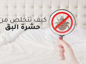 كيف تتخلص من حشرة البق وتحمي نفسك منها كيف تتخلص من حشرة البق وتحمي نفسك منها