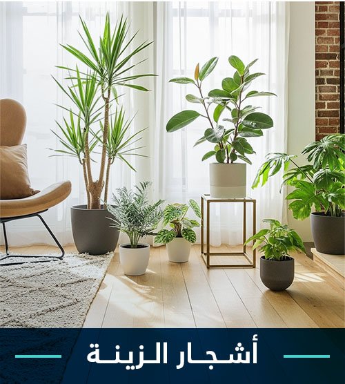 أشجار الزينة