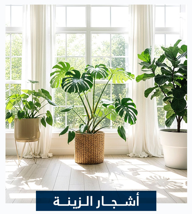 أشجار الزينة