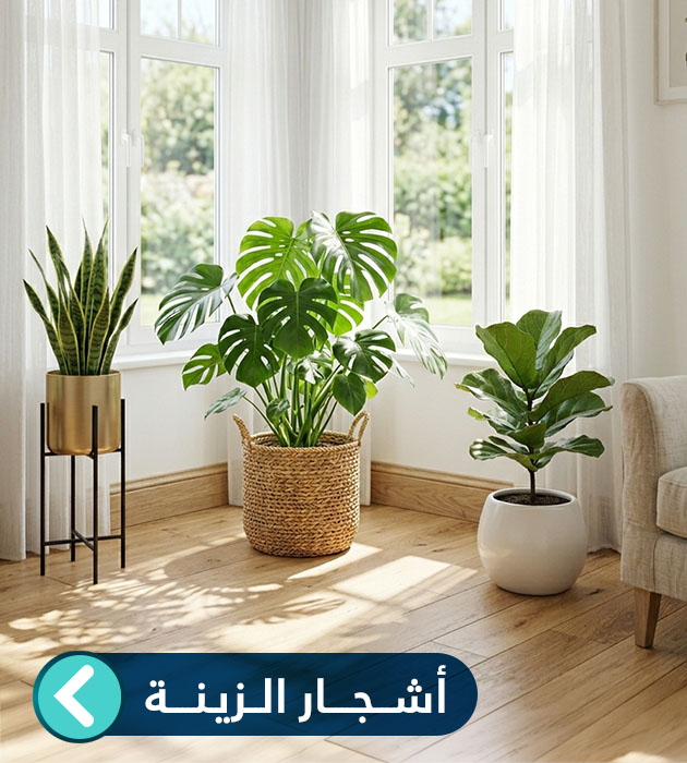 أشجار الزينة