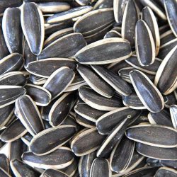 بذور الشمس 500g بذور الشمس 500g