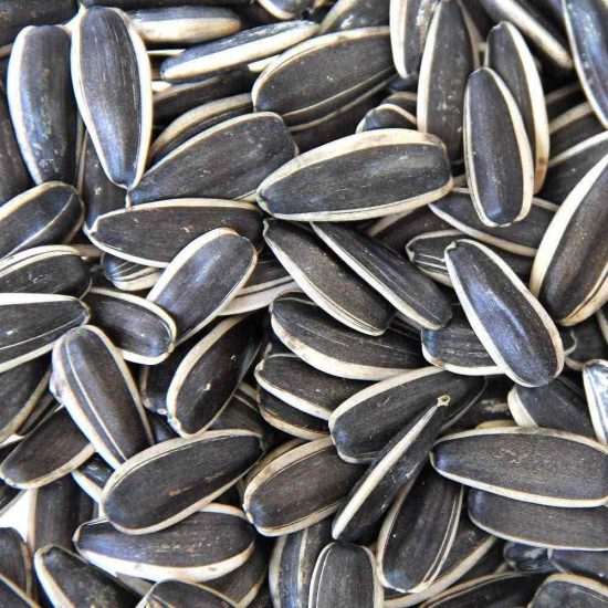بذور الشمس 500g