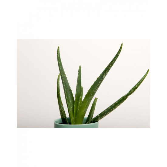 Background Paper Rolls 1.36x11mm Snow White