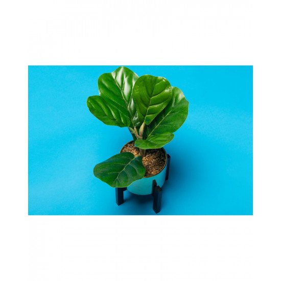 Background Paper Rolls 1.36x11mm Nassau