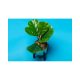 Background Paper Rolls 1.36x11mm Nassau