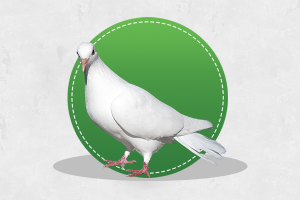 حمام