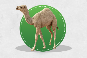 الأبل