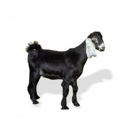 توصيل تيس حري 