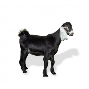 توصيل تيس  حري 