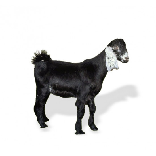 توصيل تيس  حري 