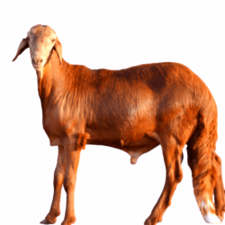 توصيل طلي سواكني 