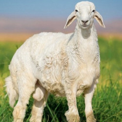 طلي حري وسط طيب 