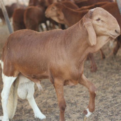 سواكني تربيه طائفيه 