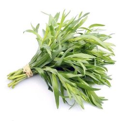 حبق المدينة ربطة