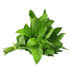 نعناع المدينة ربطة