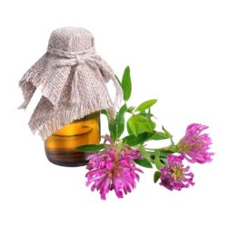 Aster Flower Fragrance Oil - Spain - 30 ml