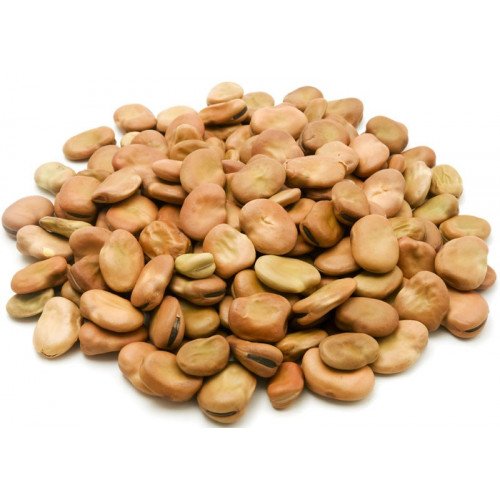 فول حب مصري