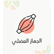 الجهاز العضلي