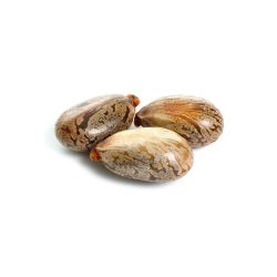 Natural Indian Croton Seeds (Hab El Molouk) - 50g