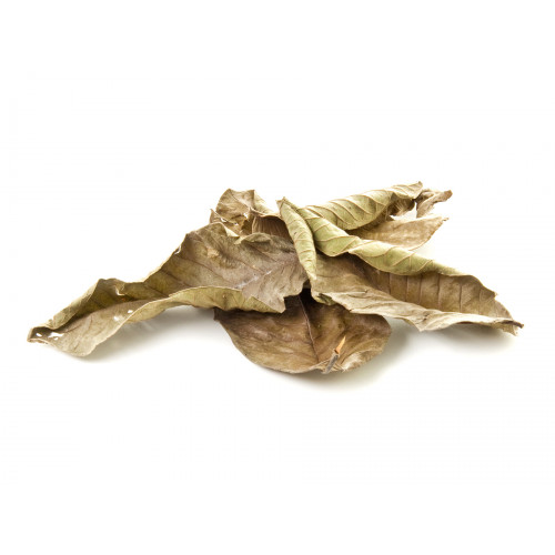 ورق الجوافة