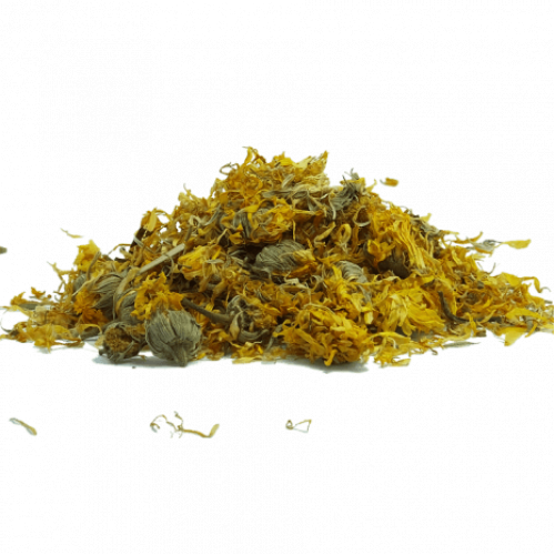 زهرة الاقحوان زهرة الاقحوان