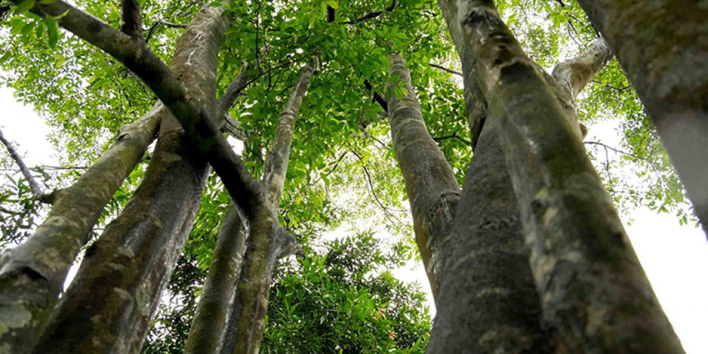 دهن العود الكمبودي دهن العود الكمبودي