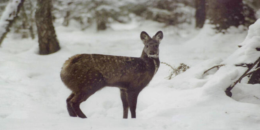 دهن المسك الابيض دهن المسك الابيض