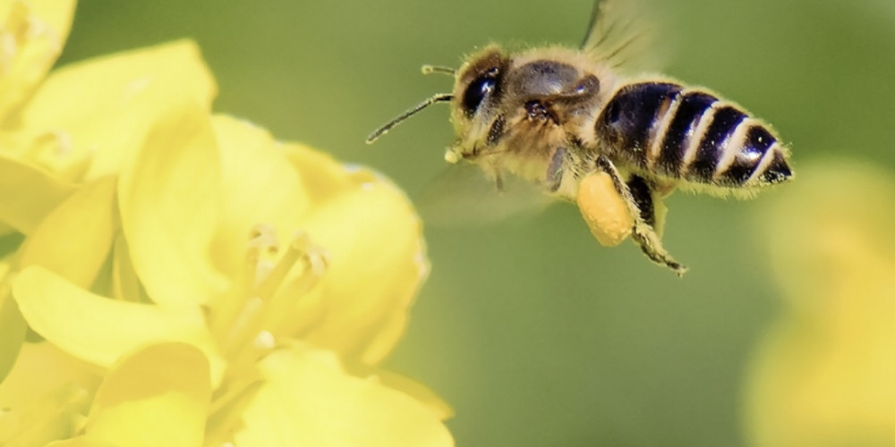 العكبر سلاح في زمن كرونا