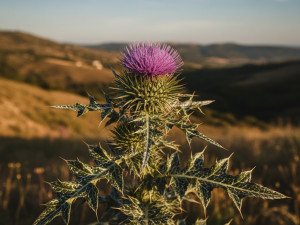 شوك الجمل: سر الطبيعة لنقاء الجسم وجمال البشرة | معطار المسك