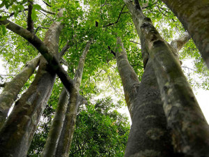 دهن العود الكمبودي